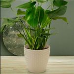 vaso-rattan-injeplastec-branco-médio-2