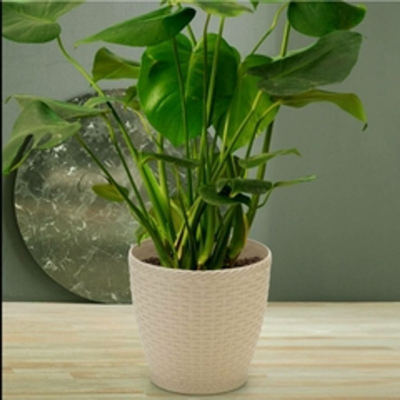 vaso-rattan-injeplastec-branco-médio-2